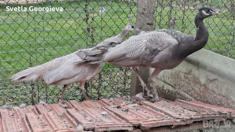 Тригодишни пауни, снимка 1