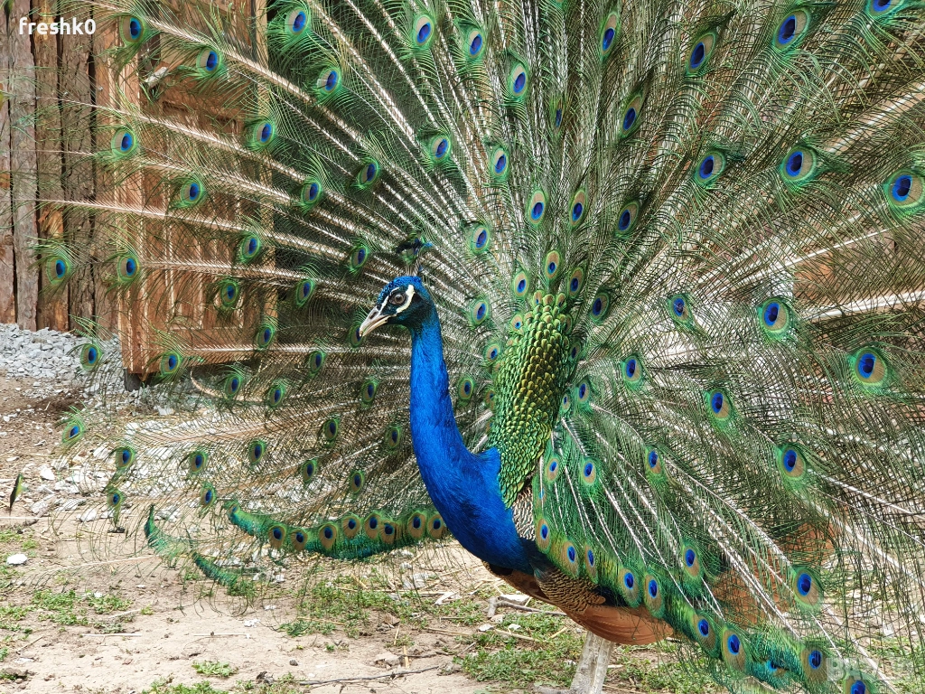 Пауни, снимка 1