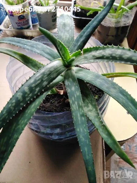 Лечебно Алое Вера и Дървовидно алое, снимка 1