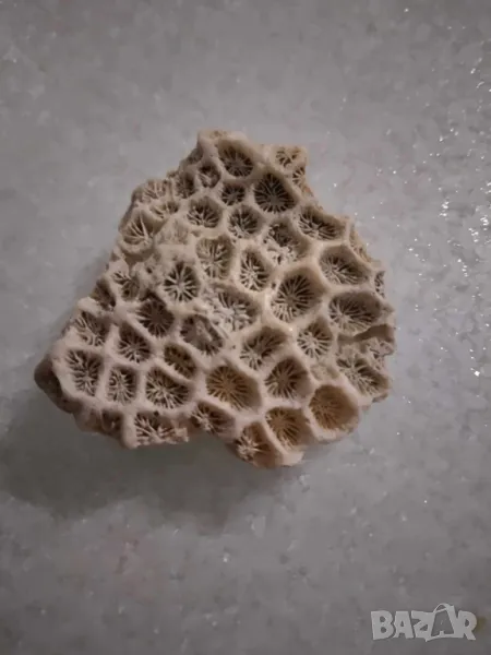 корал от Индийския океан, снимка 1