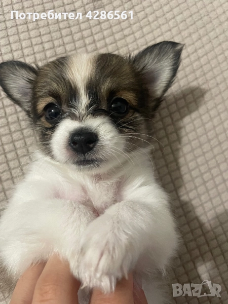 женско дългокосместо чихуахуа, снимка 1