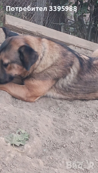 Подаряваме куче, снимка 1