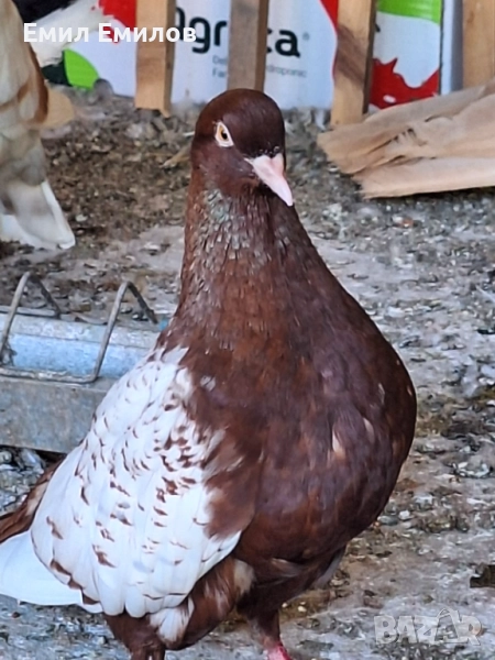 Декоративни гълъби, снимка 1
