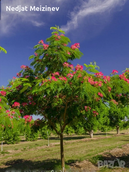 Албиция фиданки, снимка 1