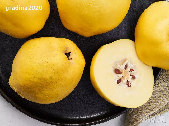 Дюля - Фиданки, снимка 2 - Разсади - 52743430