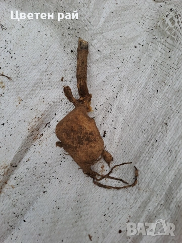 Луковици и грудки на лилиуми, далии и канни , снимка 7 - Градински цветя и растения - 53450111