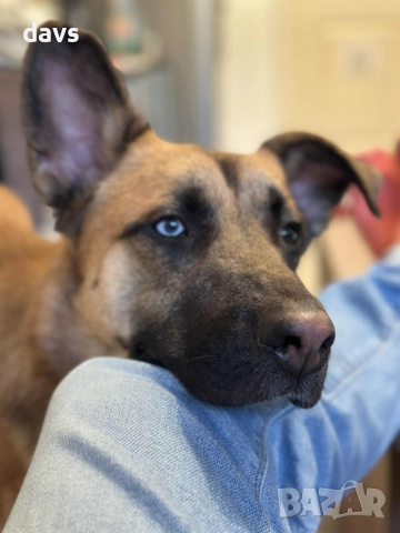 Страхотен Шарено-Очко търси Дом, снимка 5 - Други - 52578048