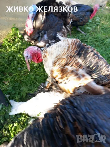 Продавам домашно гледани пуйки, снимка 7 - Кокошки и пуйки - 49611876