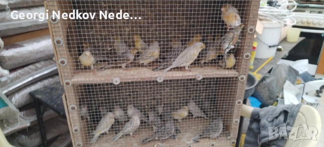Продавам канари , снимка 2 - Канари - 52758060
