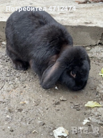 Женски зайци , снимка 2 - Други животни - 53140613