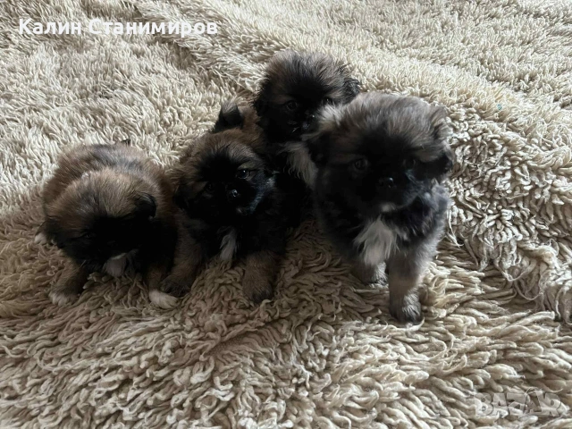 малки пекинезчета, обезпаразитени с първа ваксина търсят своите нови любящи стопани, снимка 5 - Пекинез - 53436737