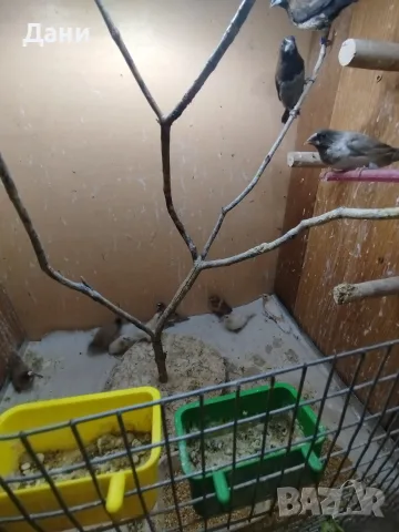 Продавам амадини , снимка 8 - Амадини - 55943607