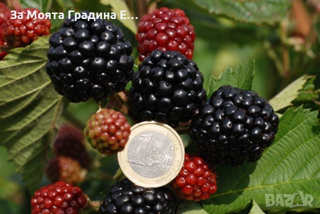 Къпина - Астерина