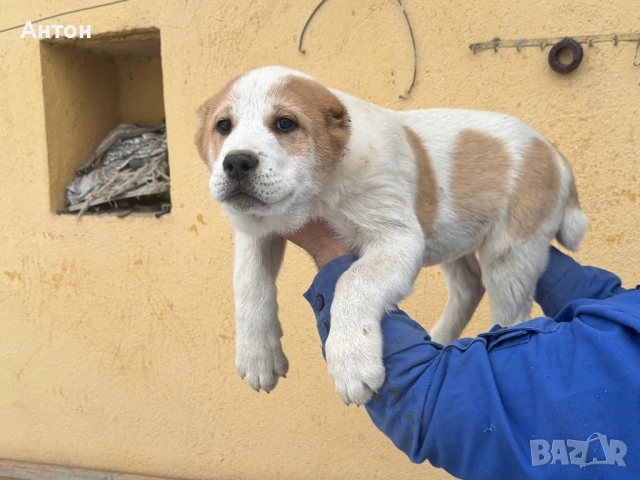 Алабай (Средно Азиатска овчарка), снимка 6 - Алабай - 52940508