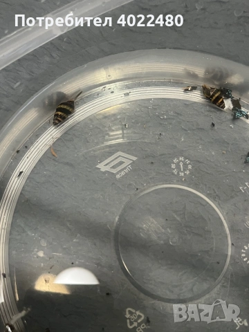 Охлюв Хелена, снимка 3 - Рибки - 53702239