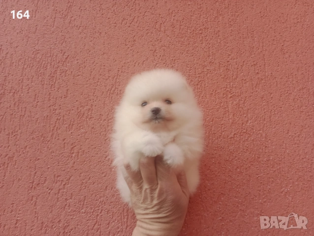 Померани. Момиче и момче. Реални снимки от 08.02.26 г, снимка 6 - Померан - 53324281