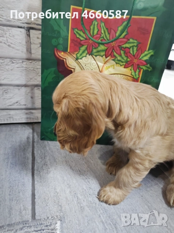 продавам кокер шпаньол – перфектно кутренце с пълен комплект!, снимка 6 - Шпаньоли - 52535823