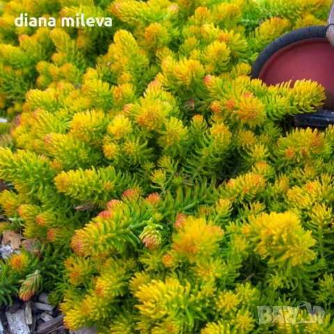 Седум  Анджелина, Sedum rupestre Angelina, снимка 4 - Градински цветя и растения - 52162046