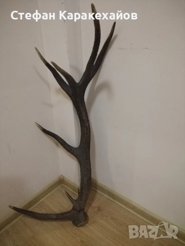 Рог от благороден елен , снимка 2 - Декорация за дома - 53820746