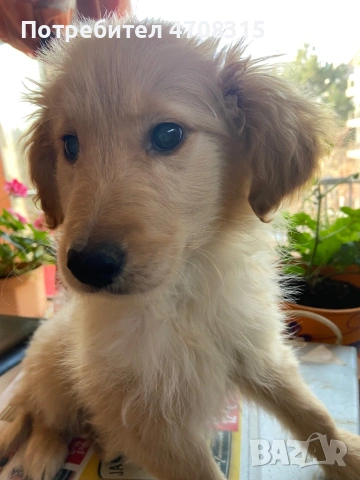 Голдън ретривър  момченце 2 ваксини, снимка 7 - Голдън ретривър - 53689470