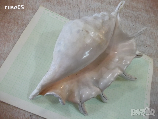 Раковина - 23, снимка 8 - Други ценни предмети - 36038470