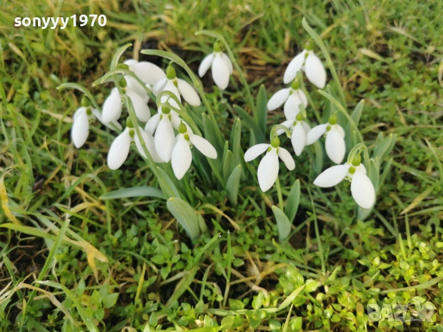 LOT КОКИЧЕТА ЗА МОМИЧЕТА 0902261847, снимка 9 - Градински цветя и растения - 53417887