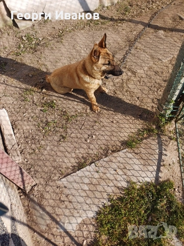 Продавам куче джак ръсел