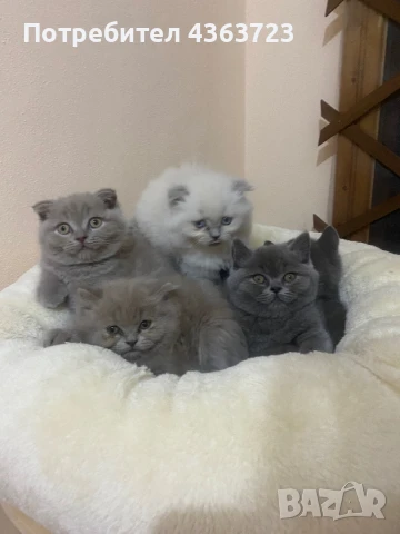 Чистокръвни шотландски котенца, снимка 1