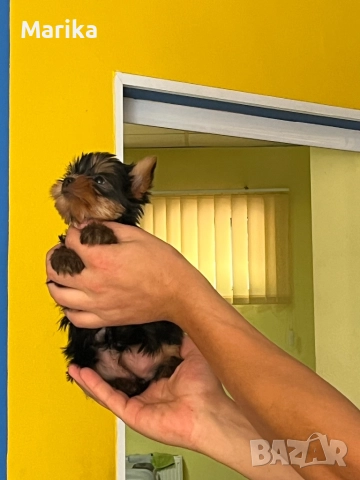 Йорки продавам, мини кучета, снимка 1