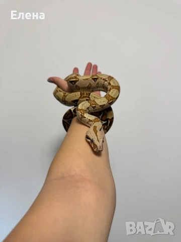 Боа Удушвач / Boa Constrictor , снимка 4 - Змии - 53633480