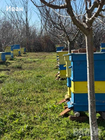 пчелни семейства