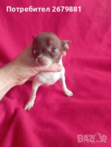 Момиче бяло с шоколад, снимка 6 - Чихуахуа - 52421954