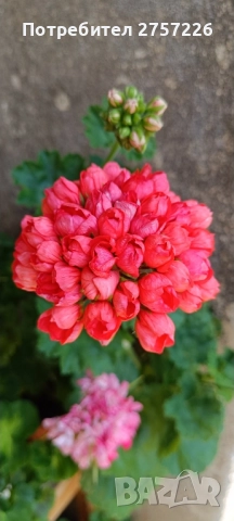 Сортови мушката