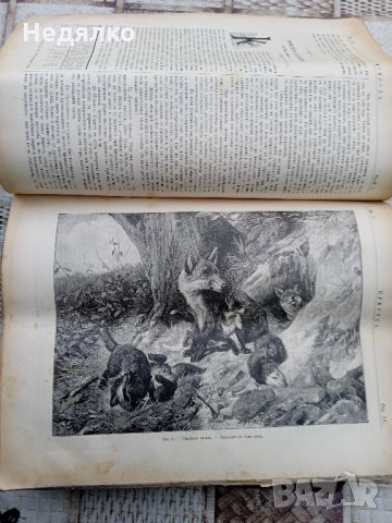 Списание "Природа",Първи брой,1893г., снимка 5 - Антикварни и старинни предмети - 35869889