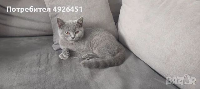 Британски котки, снимка 2 - Британска късокосместа - 55767383
