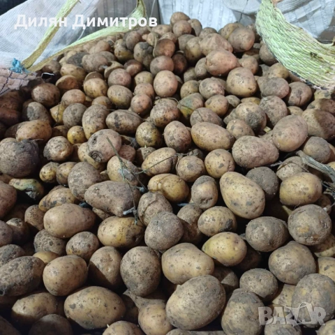 Продавам семе Сорая масов посев 0.25лв/кг, снимка 1