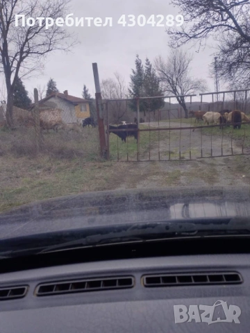 Продавам кози и ярета 