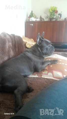 Син френски БУЛДОГ ЗА РАЗПЛОД