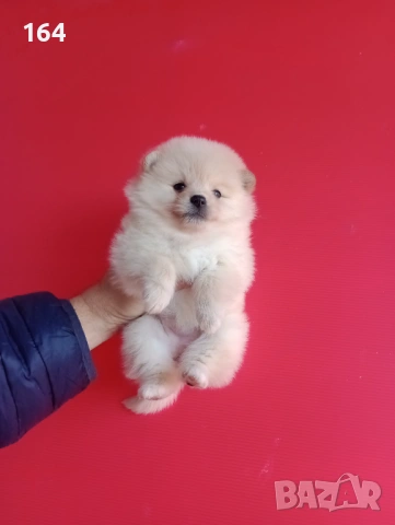 Померан. Реални снимки от 12.02.26 г.Померани., снимка 3 - Померан - 53035164