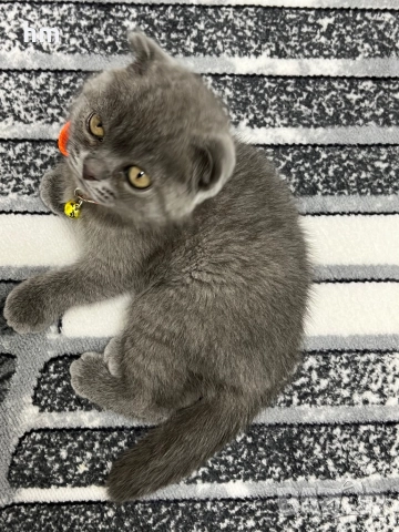 Шотландско клепоухо, снимка 2 - Британска късокосместа - 52516945