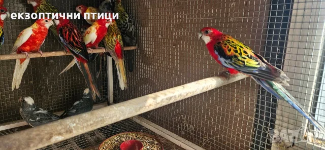 Продавам Розели-(Пенанти) , снимка 4 - Папагали - 56140623