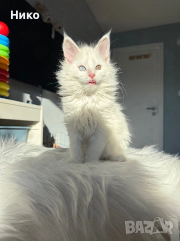 Мейн кун котенца / Мейн куун котенца / Maine coon kittens, снимка 2 - Мейн кун - 50068719