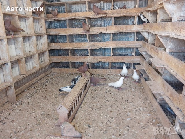 пазарджишки високолетачи.със добри полети, снимка 18 - Гълъби - 41818427