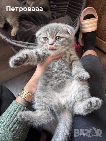 Британски / шотландски котенца , снимка 14 - Британска късокосместа - 53590580
