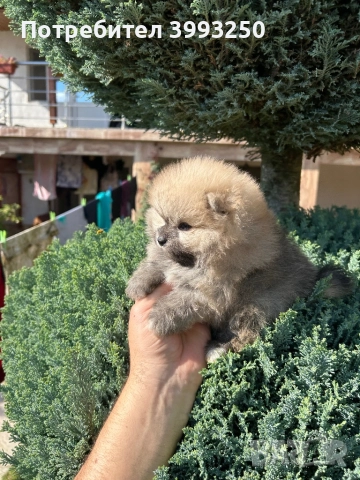 Мини померани 