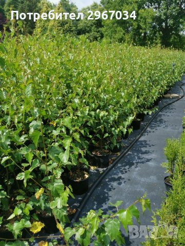 Бяла бреза, снимка 3 - Градински цветя и растения - 41291225