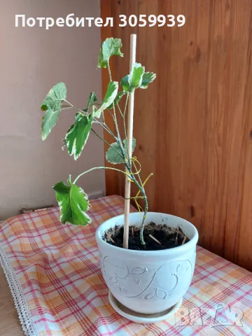 Полисциас балфуриана 'Polyscias balfouriana', снимка 2 - Стайни растения - 49683978