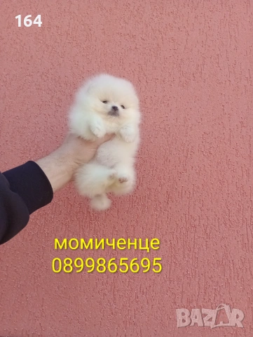 Померани. Прекрасен избор на минита., снимка 8 - Померан - 53768049