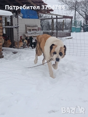 Продавам Сао алабай 