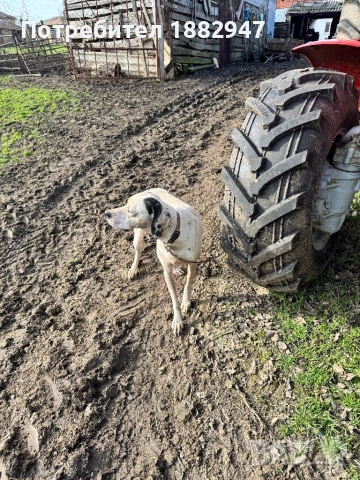 Английски пойнтер, снимка 5 - Пойнтер - 47344833